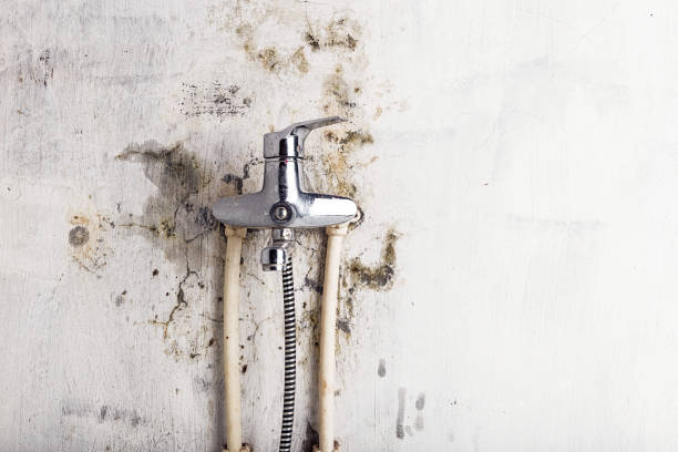 Best Affordable Mold Removal  in Duboistown, PA