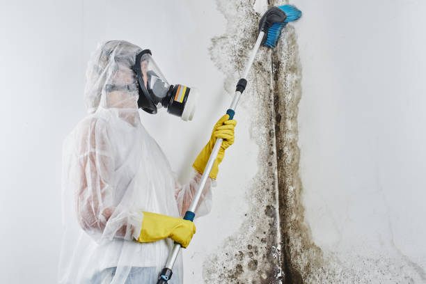 Mold Removal Process in Duboistown, PA