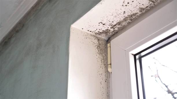 Best Toxic Mold Removal  in Duboistown, PA