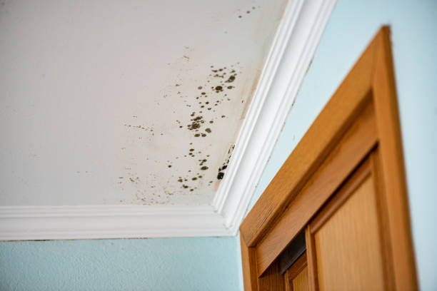 Best Mold Remediation  in Duboistown, PA