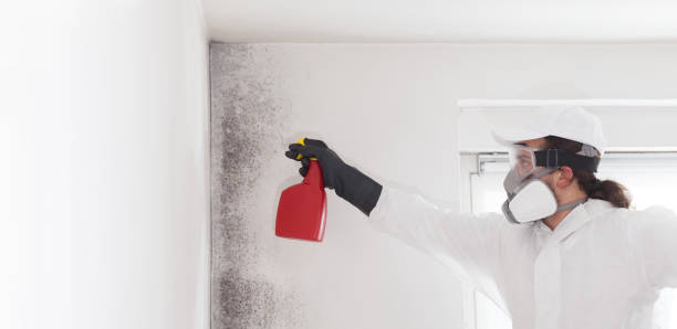 Best Mold Damage Repair  in Duboistown, PA