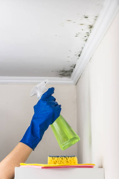 Best Mold Removal Company Near Me  in Duboistown, PA
