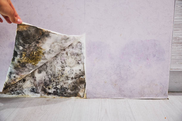 Best Fast Mold Removal  in Duboistown, PA